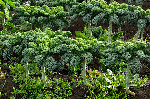 istock Organic Curly-leaf Kale Growing in Field 467458735
