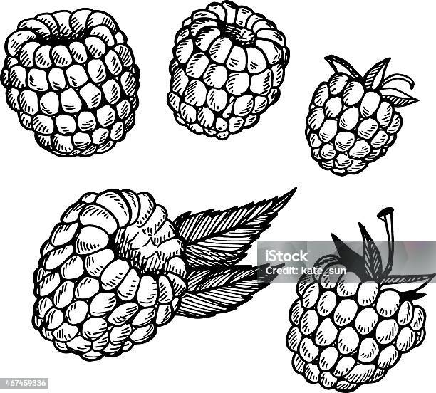 Handdrawn Vector Illustration Collection Of Raspberry Line Ar Stock ...