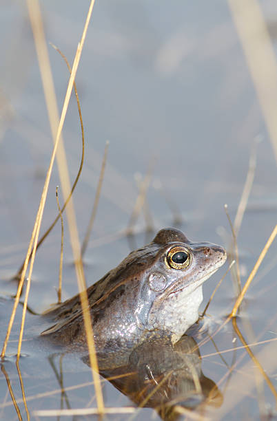 istock Moor Frog (Rana arvalis) Male 467459834