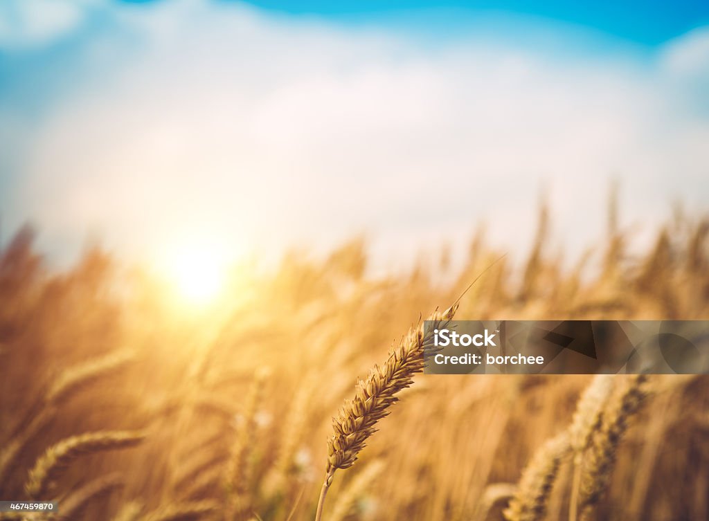 Reife Weizen Ohren auf dem Feld bei Sonnenuntergang - Lizenzfrei Feld Stock-Foto