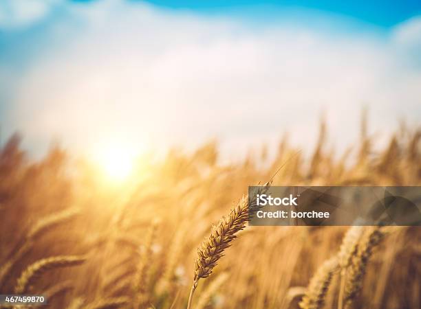 Reife Weizen Ohren Auf Dem Feld Bei Sonnenuntergang Stockfoto und mehr Bilder von Feld