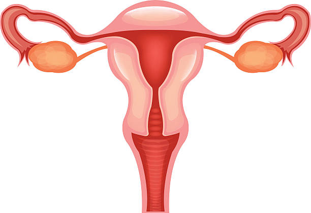 illustrazioni stock, clip art, cartoni animati e icone di tendenza di sistema riproduttivo femminile. vettore piatto illustrazione - ovary