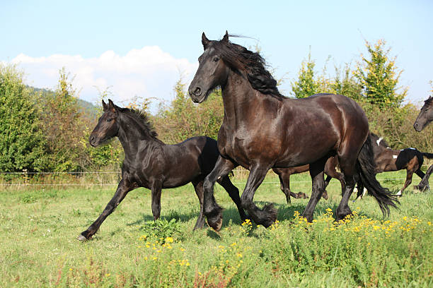 Mare with foal running in autumn stock photo