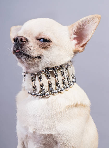 istock dog in necklace 467462119