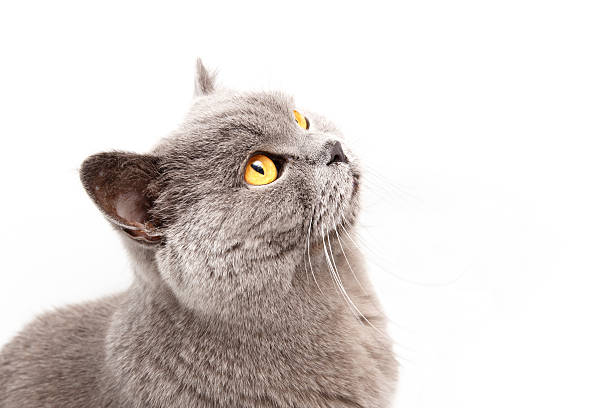 istock Portrait of a grey british cat 467462475