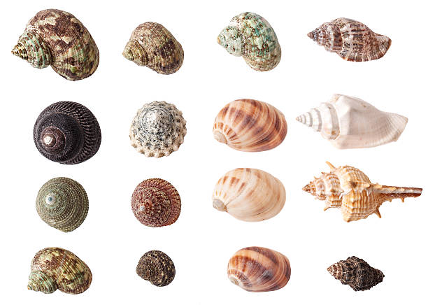 istock Set of seashells isolated on white background 467462593