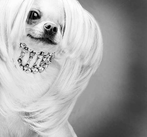 istock purebred chihuahua dog 467462671