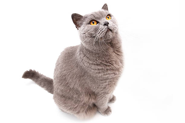 istock Portrait of a grey british cat 467462811