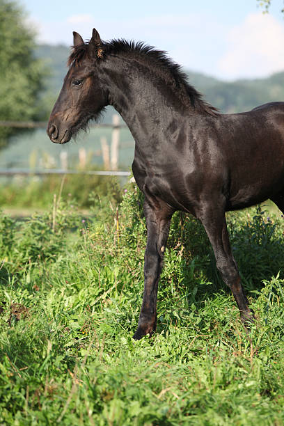 istock Friesian horse running in autumn 467463465