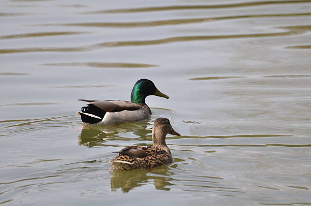 istock Male and Female Mallard Ducks 467463532