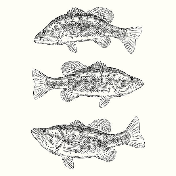 hand drawn illustration of a large рот бас - largemouth bass stock illustrations