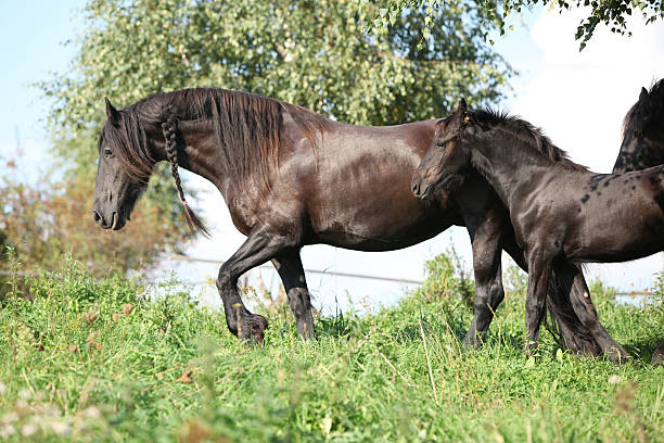 istock Mare with foal running in autumn 467464023