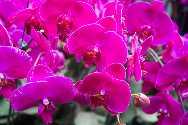 istock colour flowers in flower market 467464069