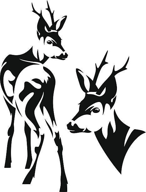 roe deer elegant roe deer (Capreolus capreolus) black and white vector outline - standing animal and head design roe deer stock illustrations