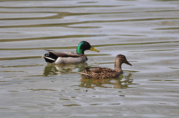 istock Male and Female Mallard Ducks 467464280
