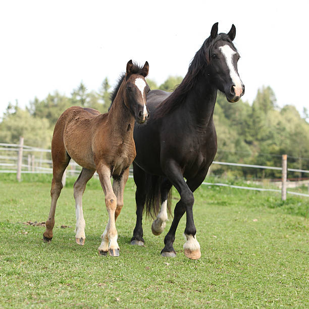 Beautiful mare with foal running Beautiful mare with foal running on pasturage welsh pony foal stock pictures, royalty-free photos & images