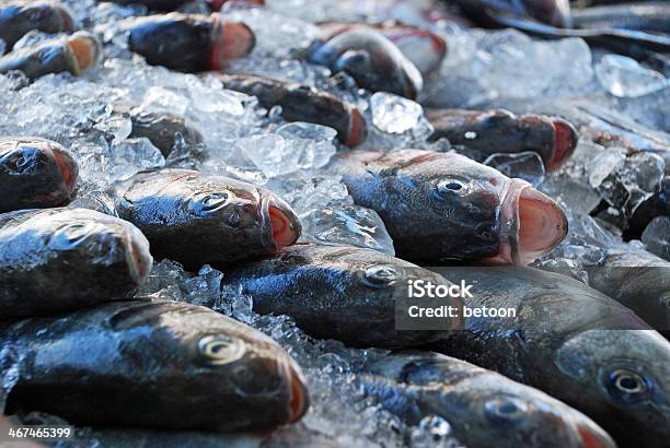 Fishes On Ice Stock Photo - Download Image Now - Artificial Ice, Catch of Fish, Close-up