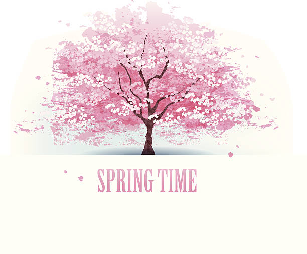 ilustrações, clipart, desenhos animados e ícones de lindo árvore de flor de cerejeira - beautiful white pink messy
