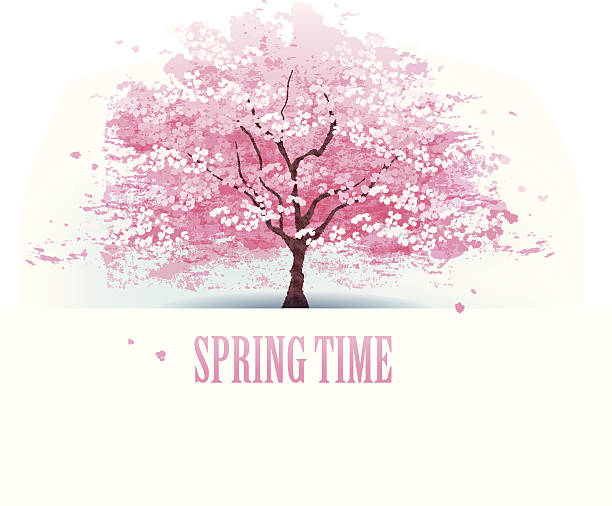 Beautiful cherry blossom tree Isolated beautiful cherry blossom tree. File contains Gradients, Transparent, Blending tool, Gradient Mesh. single tree vector stock illustrations