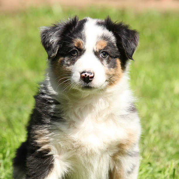 istock Adorable puppy looking at you 467466437