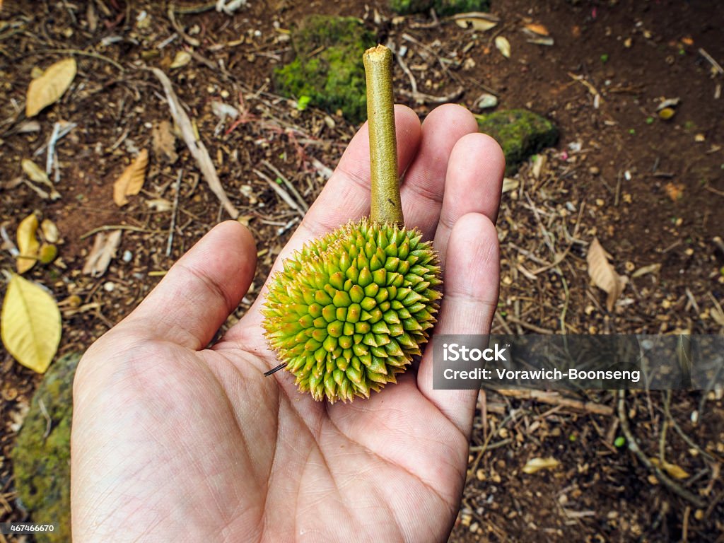Small Durian in the palm Small Durian on Hand Palm 2015 Stock Photo