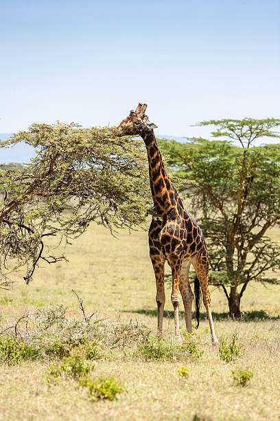 istock giraffe on a background of grass 467467374