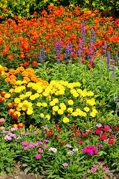 istock Flower gardens in Thailand 467467805