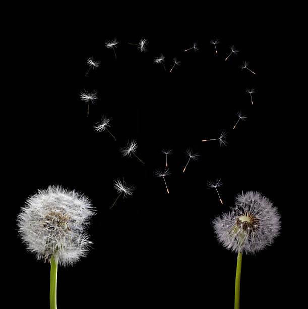 istock old dandelions and heart symbol from flying seeds on black 467468146