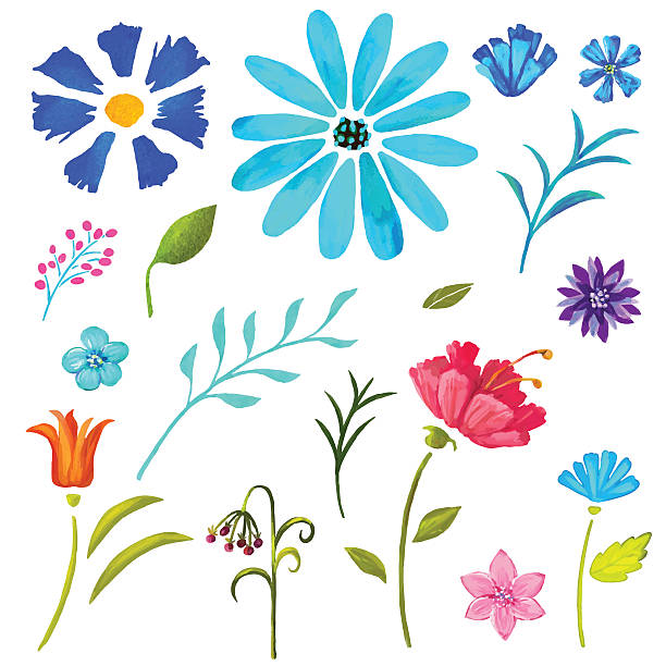 핸드 페인트 플로럴 워터컬러 세트, 꽃 및 휴가 - blue close up white background flower head stock illustrations