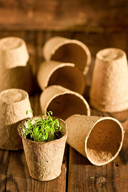 istock Potted seedlings growing in biodegradable peat moss pots on wood 467468588