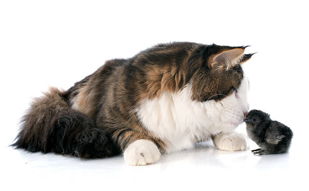 istock maine coon cat and chick 467468605