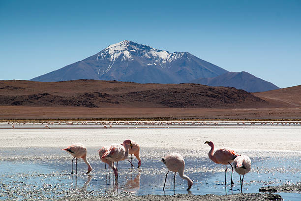 istock Flamingos at the highlands 467469209