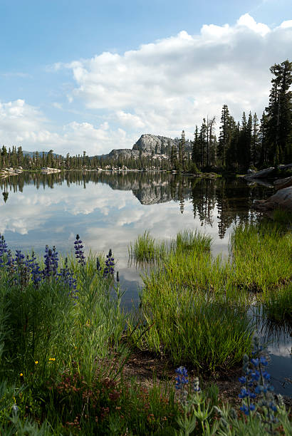 Mountain Lake Reflection Summer mountain lake reflection with granite, trees, Emigrant Wilderness, Stanislaus National Forest, California stanislaus national forest stock pictures, royalty-free photos & images