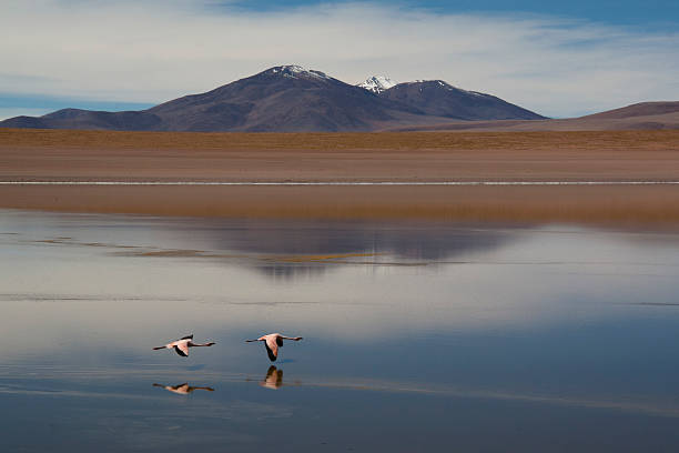 Flamingos in the Andean highlands in Bolivia