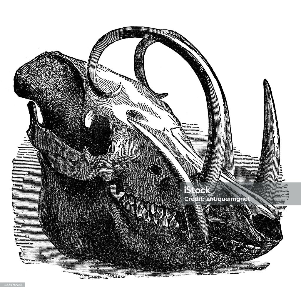 Victorian engraving skull of a pig-deer photographed from a book  titled 'The World's Wonders as Seen by the Great Tropical and Polar Explorers' published in London 1883.  Copyright has expired on this artwork. Digitally restored. Animal Skeleton stock illustration