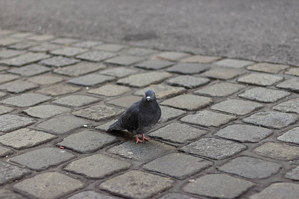 istock gray dove walk on the street 467473675