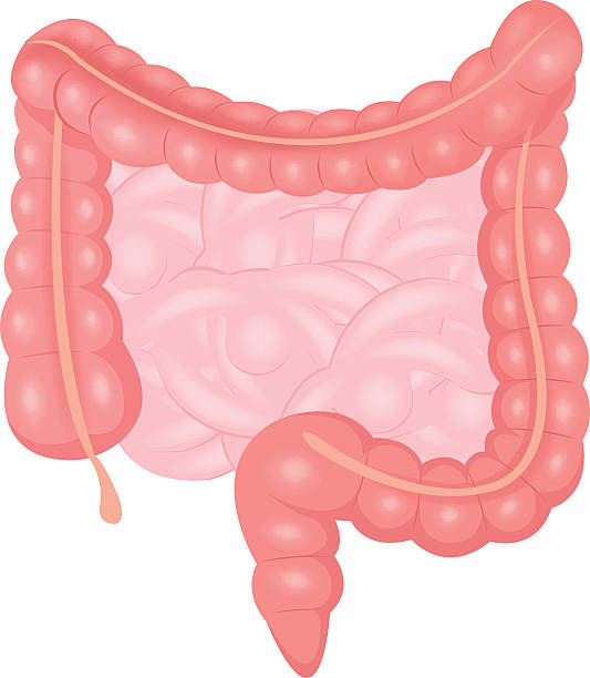 illustrazioni stock, clip art, cartoni animati e icone di tendenza di vettoriale illustrazione dell'intestino - alimentary