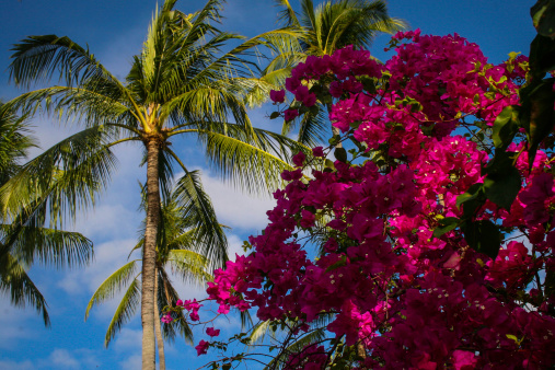 Plants ,palm tree and bouganvillea in Bali island