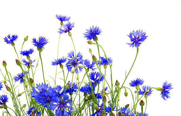 blue cornflowers blue cornflowers on white background macro white cornflower stock pictures, royalty-free photos & images
