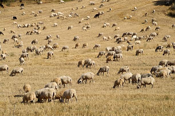 Herd of sheep in the field