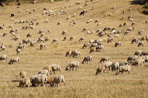 Herd of sheep grazing in a field of wheat, after harvest. Seen in Burgos province, Spain.