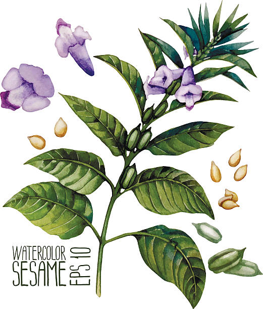 ilustrações de stock, clip art, desenhos animados e ícones de aguarela de sésamo - nutritional supplement herbal medicine pill nature