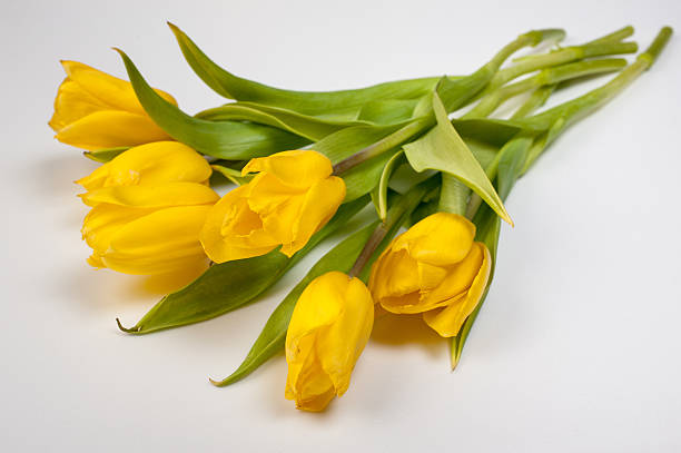 istock Yellow tulips isolated on white background 467475894
