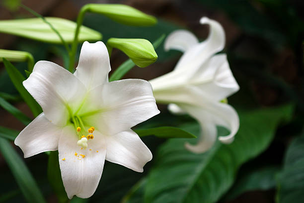 Easter Lilies stock photo