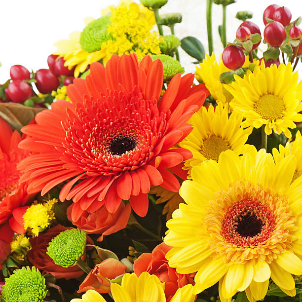 Big Collection of White, Yellow, Orange and Red Wild Flowers Isolated on White Background. Various rainbow set of Dahlia, Dandelion, Daisy, Gerber, Marigold Flowers