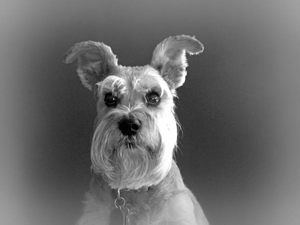 istock Little Miss Sadie The Miniature Schnauzer 467478252