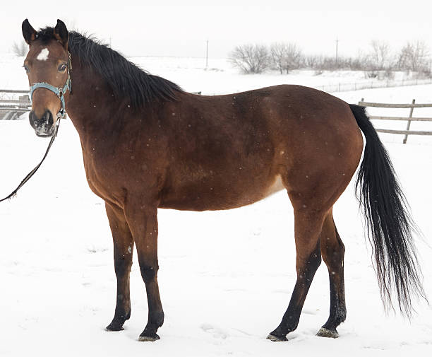 istock Horse in snow 467478425