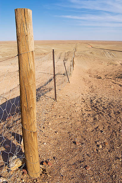istock Dingoe fence in the Australian Outback. 467479264