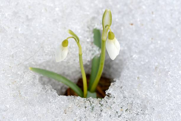 istock Snowdrop flowers in springtime season 467480704