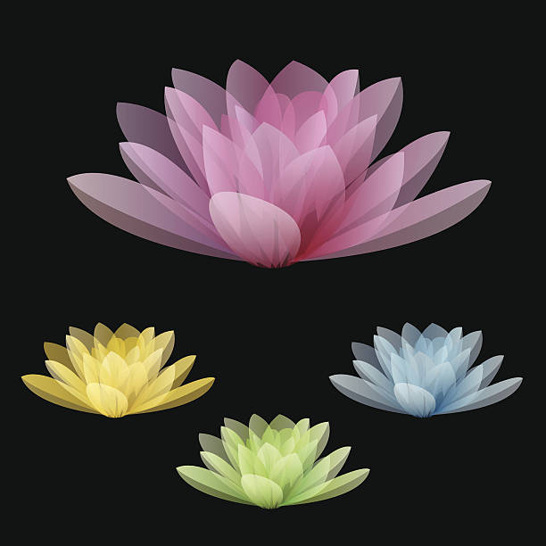 ilustrações de stock, clip art, desenhos animados e ícones de lótus de flores isolado em um fundo preto - water lily pink yellow